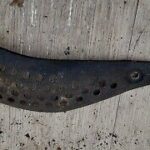 Yamaha Dtr125 Exhaust Heat Shield Project Spares Or Repair